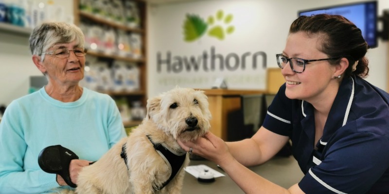 Hawthorn Vets web design